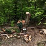 Restaurant chain faces outrage after carving up 500-year-old oak tree