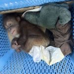 Thai man arrested for alleged smuggling of two baby orangutans